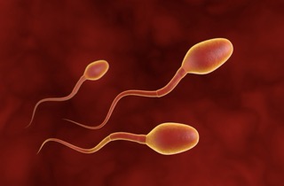 FSH Spermatozoides fertilité