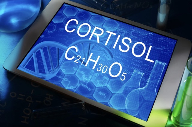 Musculation et cortisol